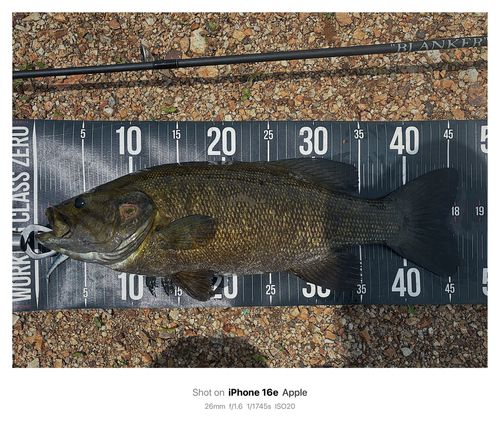 スモールマウスバスの釣果