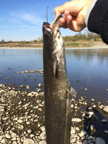 ナマズの釣果