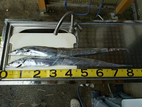 タチウオの釣果