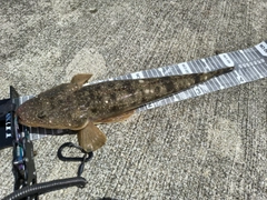 マゴチの釣果
