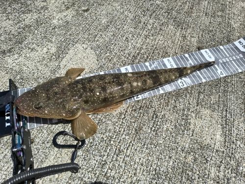 マゴチの釣果