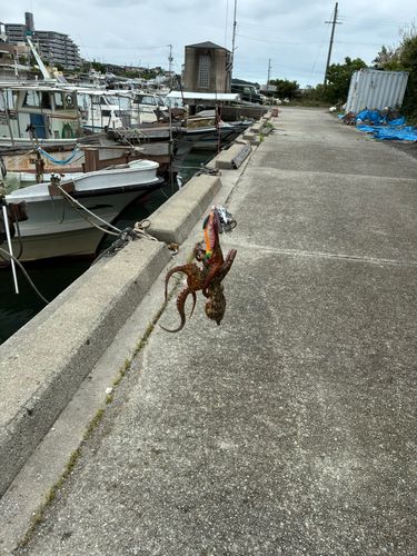タコの釣果