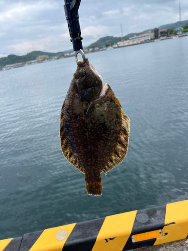 クロガシラガレイの釣果