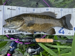 スモールマウスバスの釣果
