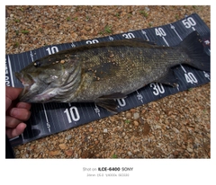 スモールマウスバスの釣果