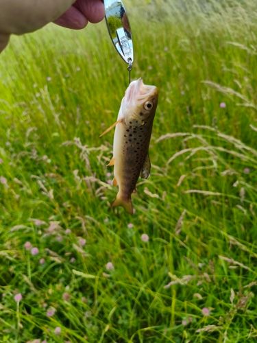 ブラウントラウトの釣果