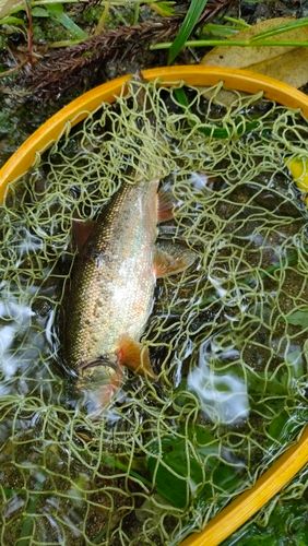 ウグイの釣果