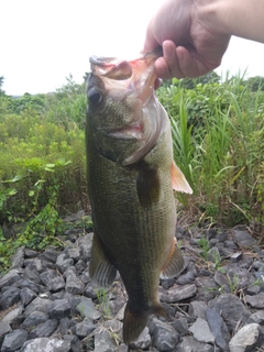 ラージマウスバスの釣果
