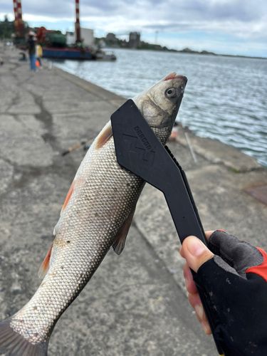 ウグイの釣果