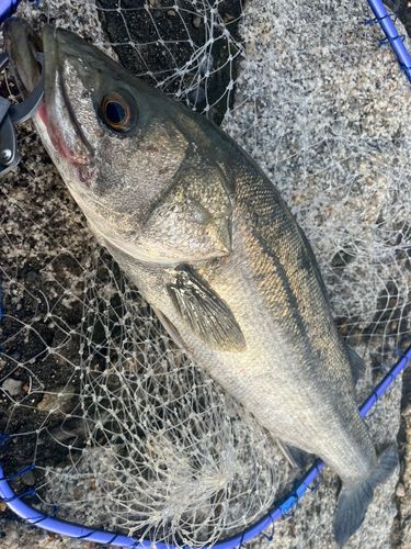セイゴ（マルスズキ）の釣果