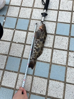アイナメの釣果