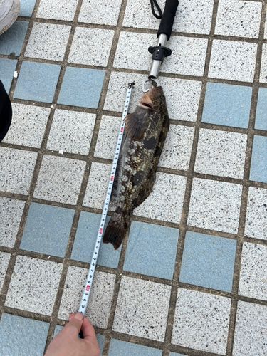 アイナメの釣果