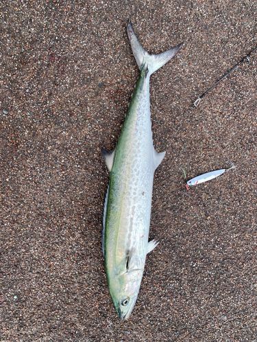 サゴシの釣果