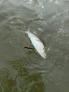 コノシロの釣果