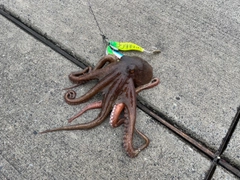 タコの釣果