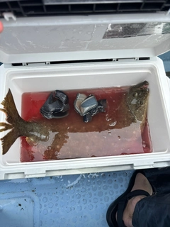 ヒラメの釣果