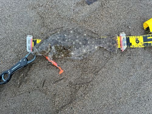 ヒラメの釣果