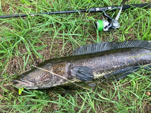 ライギョの釣果・釣り情報まとめ【2026年最新】 - アングラーズ | 釣果