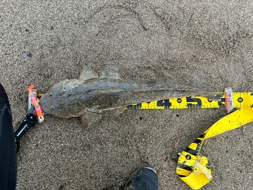 マゴチの釣果