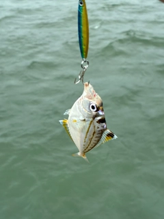 ヒイラギの釣果