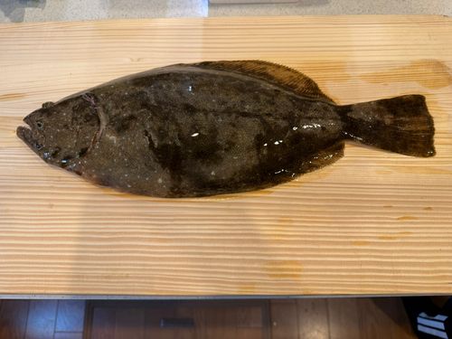 ヒラメの釣果