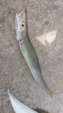 カマスの釣果