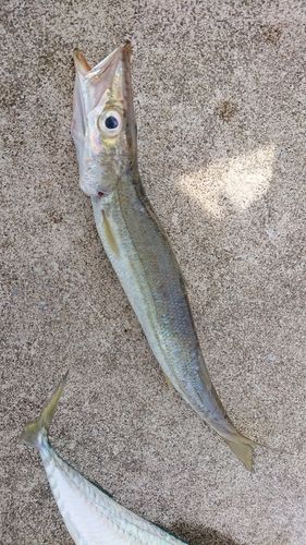 カマスの釣果