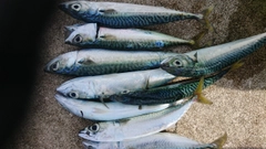 マサバの釣果