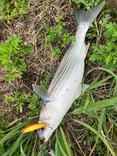 ボラの釣果