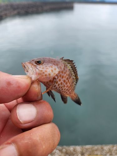 オオモンハタの釣果
