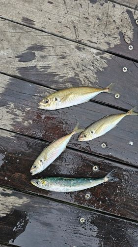 ホシザメの釣果