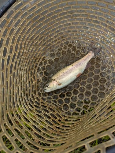 ニジマスの釣果