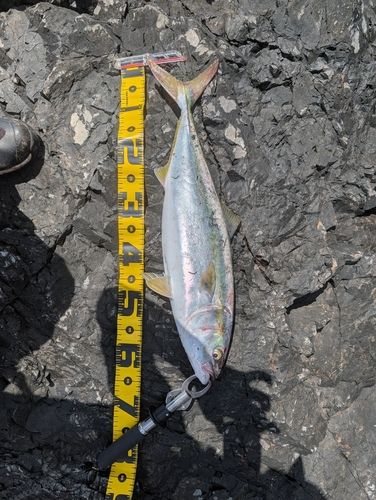ワラサの釣果