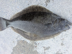 ヒラメの釣果