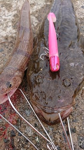 マゴチの釣果