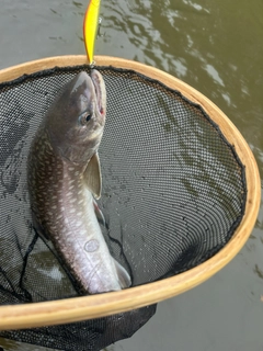 アメマスの釣果