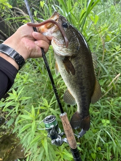 ラージマウスバスの釣果