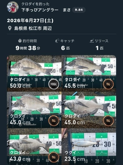 クロダイの釣果