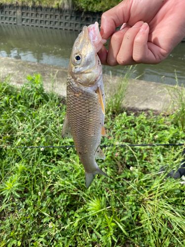 ニゴイの釣果