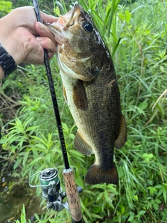 ラージマウスバスの釣果