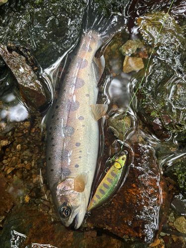 ヤマメの釣果