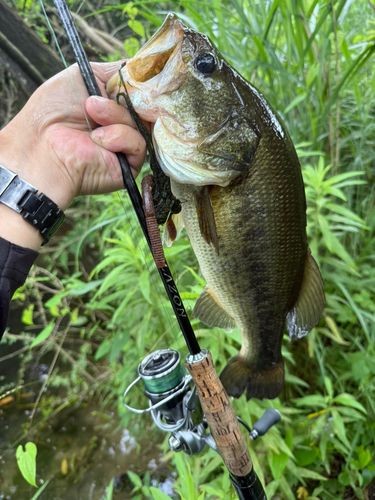 ラージマウスバスの釣果
