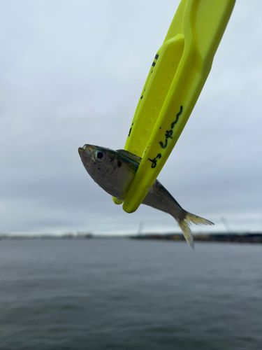 ニシンの釣果・釣り情報まとめ【2026年最新】 - アングラーズ | 釣果 ニシンの釣果・釣り情報まとめ【2026年最新】 - アングラーズ | 釣果