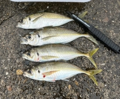 アジの釣果