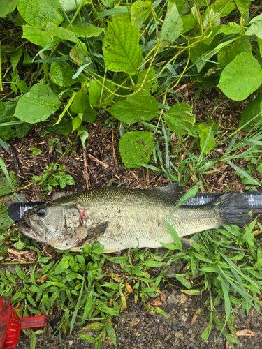 ラージマウスバスの釣果