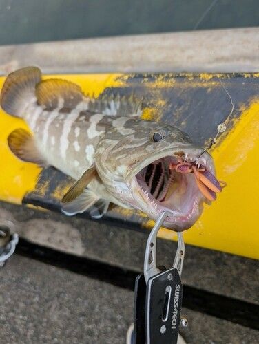 クエの釣果