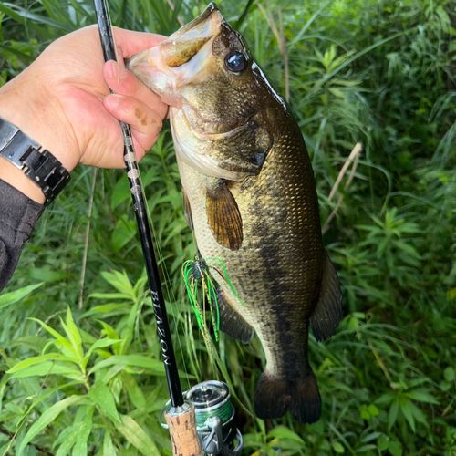 ラージマウスバスの釣果
