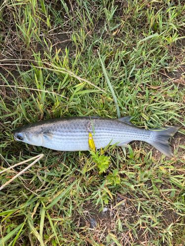 ボラの釣果