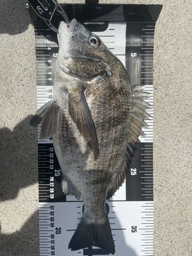 クロダイの釣果