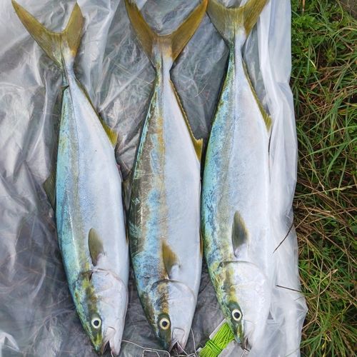 ヒラマサの釣果